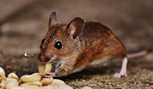 24 Hour & Emergency Exterminators in King Queen Ch, VA